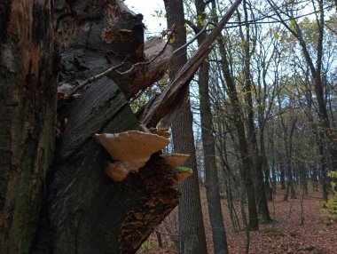 Bir sonbahar ormanının arka planındaki ağaç gövdesindeki mantarlar. Meşe boynuzu desenli ormanda güzel bir doğa. Geniş bir ormanda sonbahar manzarası.