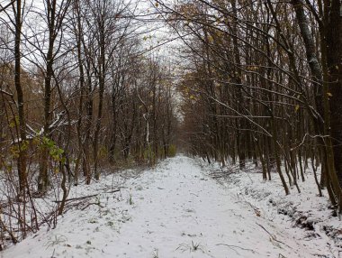 Wide straight forest road in winter. A snowy path in the forest passes between slender trees. Beautiful forest landscape and outdoor recreation.