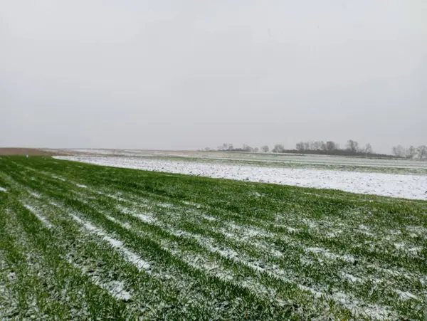 Snowfall over fields with sprouted green winter wheat. Beautiful landscape on a field with cereals during snowfall. Winter cold weather with a lot of precipitation.