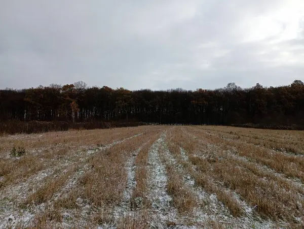 Threshed wheat field under the first snow. An oak forest can be seen on the horizon at the end of the threshed field. Cloudy autumn weather with the first winter precipitation.