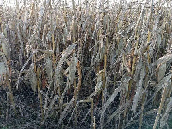 Corn field in autumn. Cultivation of cereals on an industrial scale. Ripe corn in the field.