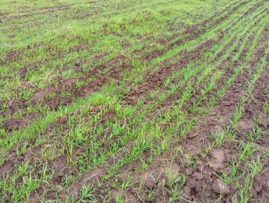 Kış buğdayıyla ekilmiş bir tarla. Sonbaharda geniş bir alanda ilk mısır gevreği filizleri. Tarım konusu.