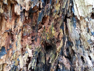 Texture of old rotten wood. Old rotten tree trunk with traces of damage from harmful insects.