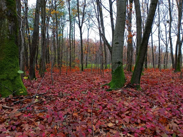 Landscape of an autumn oak forest with reddened leaves of young Canadian oak saplings that completely cover the ground in the forest. The topic of autumn and a walk in the forest.