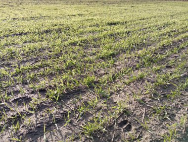 Buğday ekilmiş tarla. Tarlada buğday. Tarım ve büyüyen tahıl ekinleri konusu.