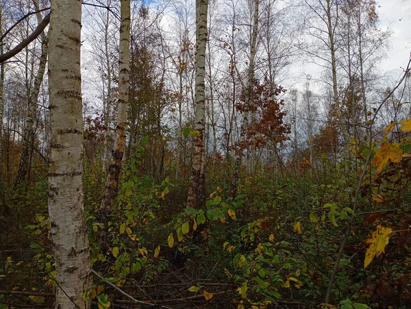 A rhythmic, beautiful forest with birch trees, with bushes growing between them. Birch forest in autumn with beautiful trees with no leaves left.
