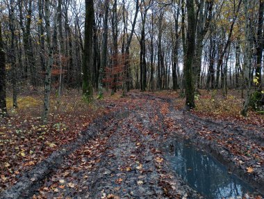 Araba tekerleklerinden çıkan derin bataklık izleriyle dolu bir orman yolu. Sonbahar ormanı ve dereleri olan toprak yol.