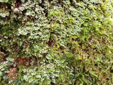 Yosun, ağaç kabuğunun yüzeyini tamamen yeşil bir katmanla kaplamış. Doğal güzel arka plan ve dokular.