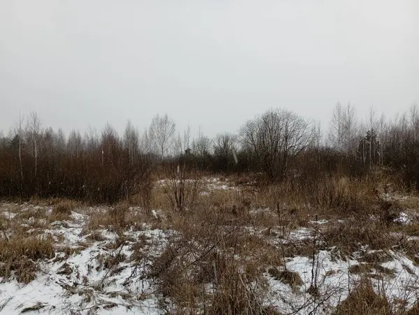 Winter field landscape on a field overgrown with shrubs and bushes. A light snow barely shook the tall, dry grass between the willow bushes.