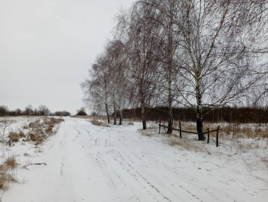 Uzun huş ağaçlarının yetiştiği yerde karlı bir kır yolu. Kışın ormana giden yol..