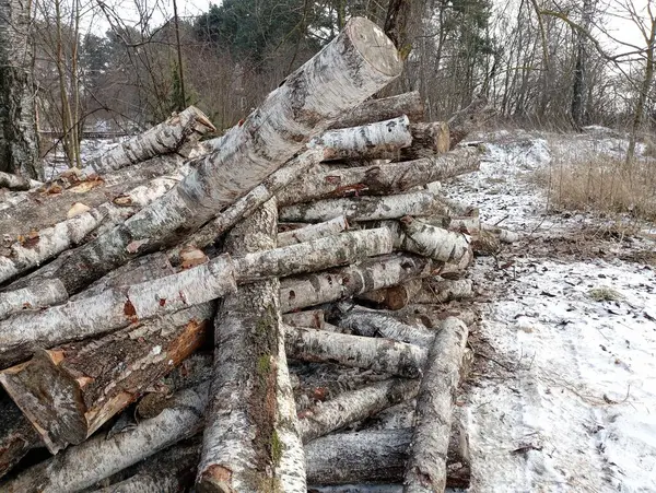 A large pile of birch firewood for heating the premises in winter. Firewood on the background of a snowy winter landscape.