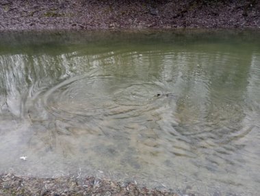 Büyük bir balık suyun yüzeyine yakın yüzer ve gövdesiyle dalgalar oluşturur. Balık tutma ve deniz kenarında dinlenme konusu..