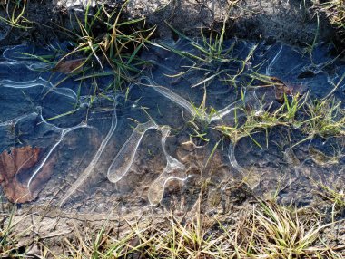 Çimlerin arasındaki bir su birikintisinde donmuş su. İlk buzlar yeşil çimenleri buza bağladı. Buz ve kışın başlangıcı.