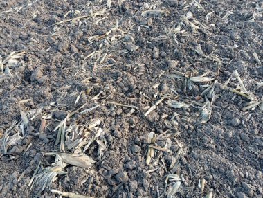 Sahada mısır kalıntıları. Toprak mısır hasadının kalıntılarıyla dolu. Sonbaharın sonlarında tarım ve kışa hazırlık.