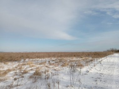 Uçsuz bucaksız alanlarda, soğuk beyaz karla kaplı kuru bitki saplarıyla düz bir arazi yolu. Güneşli bir günde güzel bir arazi manzarası.
