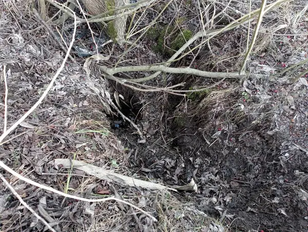 A trench that leads to the water along which beavers descend to their home. Habitat and distribution of beavers.