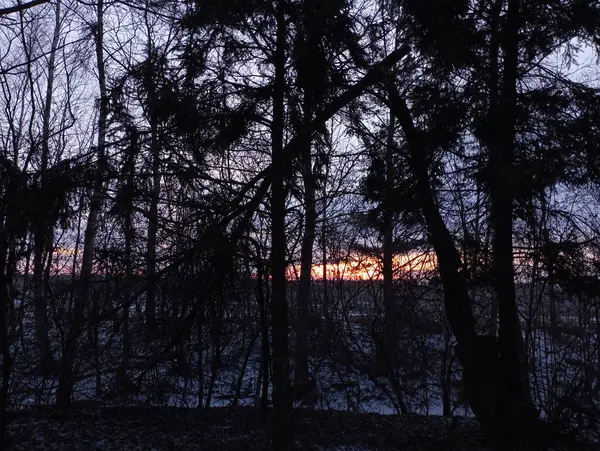 Sunset in the forest. The sun sets behind the horizon. View from the coniferous forest at sunset.