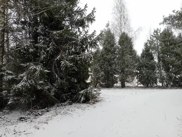 Park with coniferous decorative trees in winter during snowfall. White fresh snow covered everything around with a thin layer. Winter park landscape.