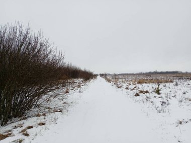 Genç çalılar ve ağaçlardan oluşan bir çalılık boyunca uzanan düz bir yol. Kışın arazi manzarası. Her yer karla kaplı..
