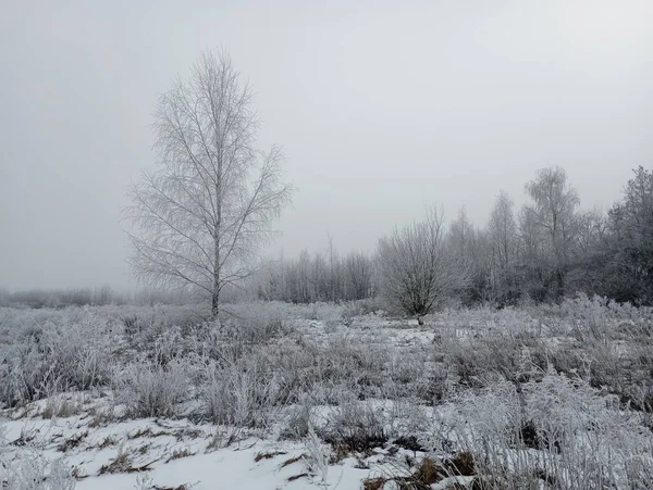 Winter landscape with frost-covered plants. On a cold day in winter, the plants all around were covered with a thin layer of frost. A solitary birch stands out among the trees, which grows separately from other trees.