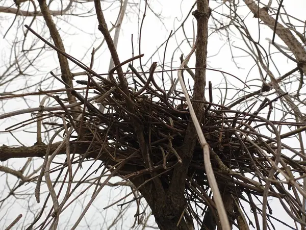 A bird's nest is built from small tree branches on branching trees. Home of small birds on a tree.