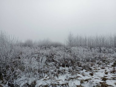 Ağaçların dalları ve çalılarla kaplı kış manzarası. Kış soğuk mevsimi. Soğuk sis ve buz. Bulutlu hava.