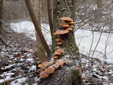 Turuncu parazit mantarlar yaşlı bir söğüt ağacının gövdesinde yetişir. Doğadaki mantarlar. Ağaç kabuğundaki ahşap mantarlar kışın donmuş suyun arka planında.