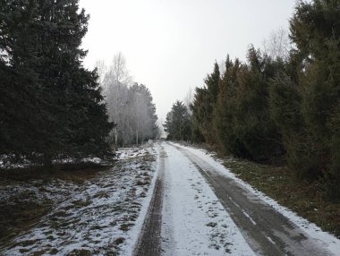 Ardıç, köknar, çam ve thuja gibi kozalaklı ağaçlar arasındaki arazi parkı toprak yolu. Parktaki sert, karlı yol.