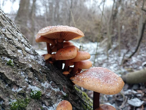 A group of poisonous mushrooms on a leaning tree trunk in winter and covered with fine snow crystals on a forest background. Collecting mushrooms during a walk in the forest.