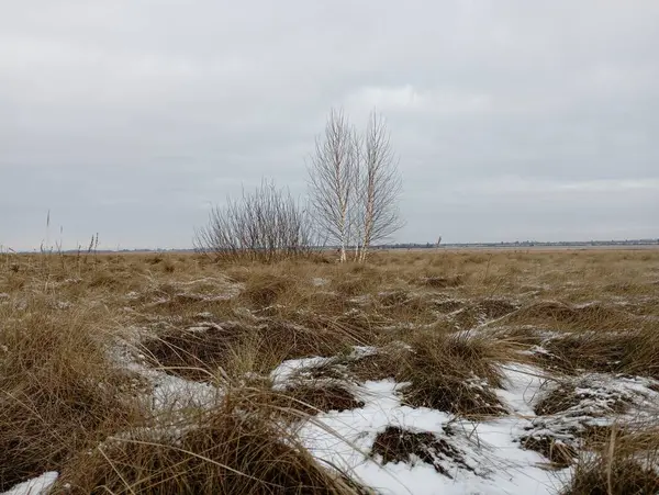 A lone tree in the middle of a spacious field. A birch in a field overgrown with tall grass in the distance against a cloudy sky. Winter field landscape with plants.
