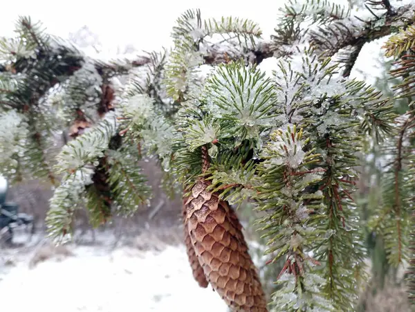 Ripe cones on a snow-covered branch of a Christmas tree. Forest backgrounds and textures while walking through the winter forest. Beautiful forest background with fir tree thorns and brown cones in winter.