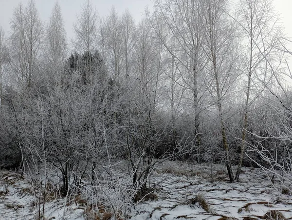 Morning winter young forest with bushes and trees covered with cold frost. Winter landscape on a cold frosty day.