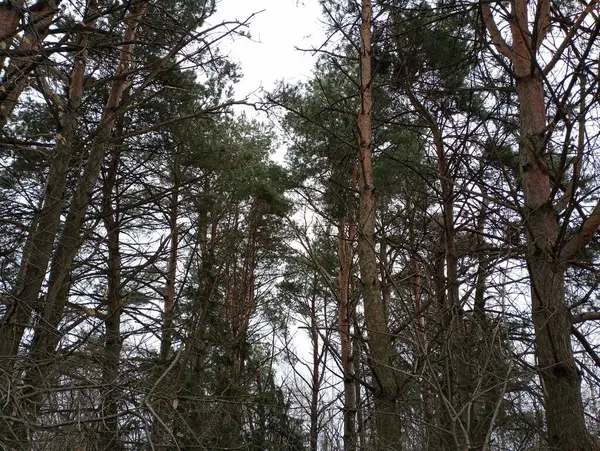 A coniferous forest with tall pines whose green crowns cover the sky. Tall trunks of trees in a gloomy coniferous forest.