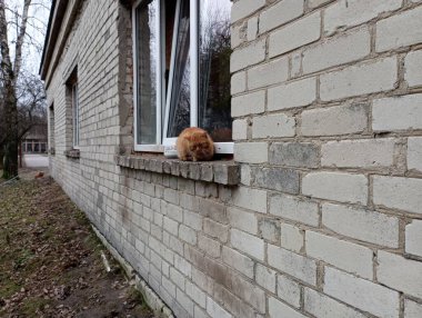Kışın kırmızı kedi beyaz bir silikat tuğla evin pencere eşiğinde. Bir kedinin rahatça sığdığı pencerenin üzerinde bir ev duvarı..