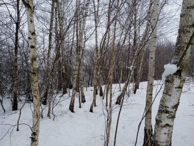 Kışın huş ağacı koruluğu. Ritmik gövdeli bir grup genç ağaç. Ağaçlar ve kalın bir kar tabakasıyla kış ormanı manzarası.