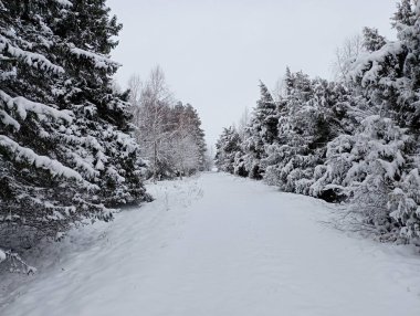 Kozalaklı ağaçların arasından geçen park yolu bir kar tabakasıyla kaplı. Selvi ve thuja ile kış parkı manzarası. Dinlen ve kışın doğada yürü..