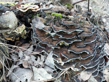 Çürümüş bir kütüğün üzerinde kocaman siyah bir mantar. Mantarlar parazittir ve doğada yayılırlar. Zehirli ağaç mantarı.