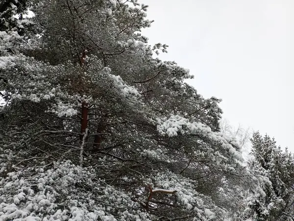 The crowns of pine trees are covered with a thin layer of snow in winter. Green beautiful park trees planted in a row in winter. The upper tier of a coniferous forest in winter.