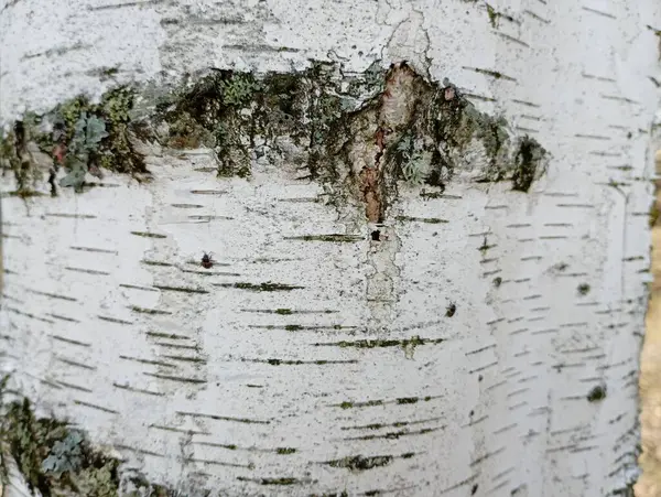 Birch bark texture. White birch bark is common. Tree trunk.