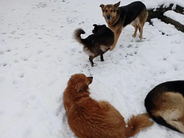 A pack of stray dogs in the snow in winter. Animals and their care. Care and walking of pets.