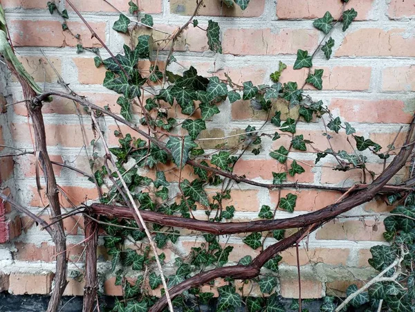 An ivy bush with a vine on an old brick wall. Winter backgrounds and textures. Decorative bushes for home decoration. Beautiful evergreen bushes.