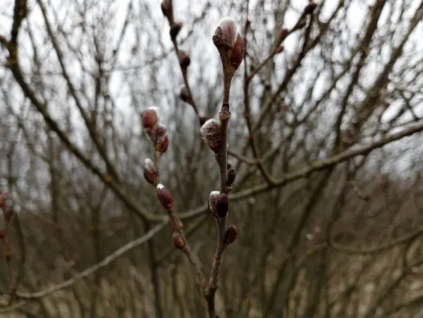 The first spring willow buds began to open on the thin willow vine. The first signs of spring.