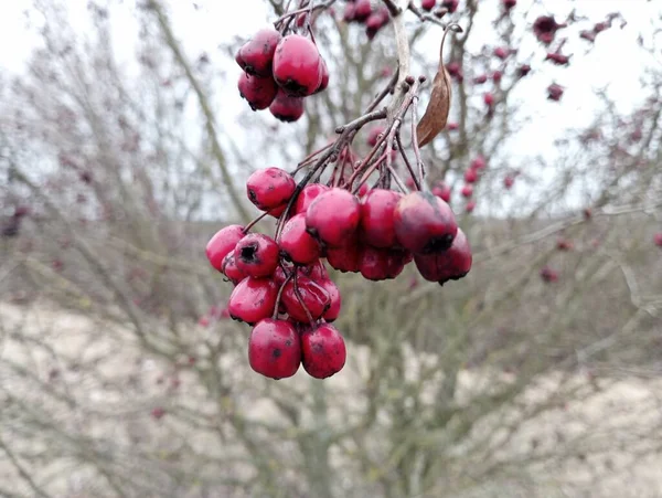 Bunch of red hawthorn berries. Berries in spring on a hawthorn tree.