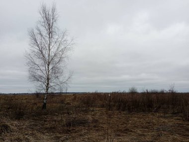 Bulutlu bir gökyüzüne karşı tarlada yapayalnız, güzel bir huş ağacı. Kuru otlar ağacın çevresini sarar. Huş ağacının arkasında sınırsız boşluk.