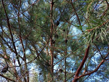 Kahverengi kozalaklı çam yeşili dalların dokusu. Ormanda yürürken güzel doğal orman arkaplanları.