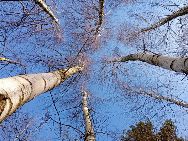 Straight trunks of birch trees against the background of the blue sky. Tree branches cover the sky. Background of tree branches against a blue sky.