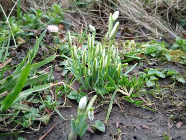 Genç kardelen çiçekleri. İlk bahar çiçekleri çimenlerin arasında açar. Baharın sembolü ve sıcaklığın başlangıcı.
