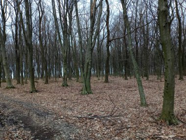 Ormanda ilkbahar manzarası. Pek çok ağaç türünün bulunduğu karışık bir orman. Gövdeleri doğaya ritmik olarak uyuyor. Etrafındaki her şey düşmüş sarı yapraklarla kaplı..
