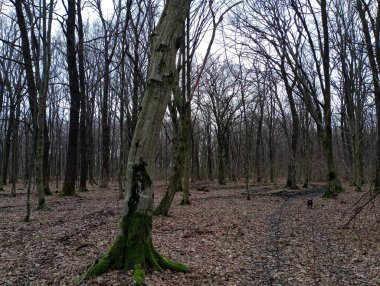 Meşe boynuzu desenli bir ormanda manzara. Bahar ormanı manzarasının altında yeşil yosunlarla kaplı ritmik ağaçlar var..