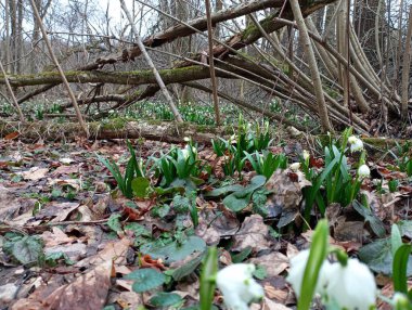 Islak bir ormanda dalların arasında büyüyen kar damlalarıyla güzel bir orman manzarası. Kurumuş dalların arasında büyüyen ilk bahar çiçekleriyle güzel bir açıklık..
